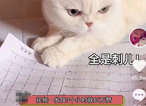 娱乐吃瓜君说刘二豆,娱乐吃瓜君揭秘娱乐圈新宠