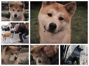 娱乐吃瓜酱怕狗大哥,揭秘“怕狗大哥”背后的故事