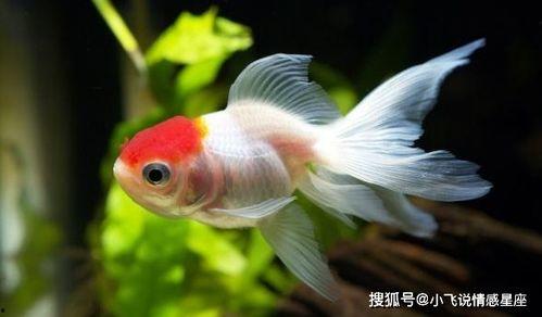 娱乐718吃瓜张金鱼