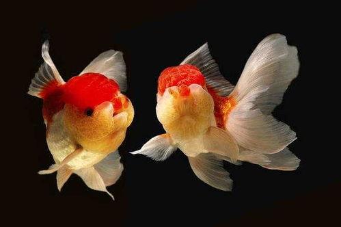 娱乐718吃瓜张金鱼