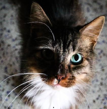 娱乐吃瓜酱三花猫的魅力,娱乐吃瓜酱的喵星人风采