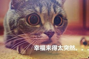猫猫永不为奴娱乐吃瓜酱,揭秘娱乐圈幕后趣闻